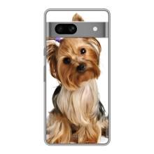 Чехол (ТПУ) Милые собачки для Google Pixel 7A (Собака Терьер)