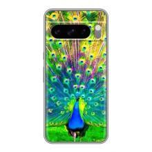 Чохол з пташками на Google Pixel 8 Pro (VPrint) (Яскравий Павлин)