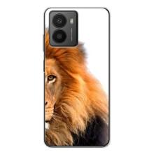 Чохли з картинкою животних HMD Fusion (Лев грива)