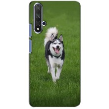 Чехол с Хаски для Huawei Honor 20 - (AlphaPrint) (Радостный Хаски)