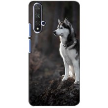 Чехол с Хаски для Huawei Honor 20 - (AlphaPrint) (Верный пес)