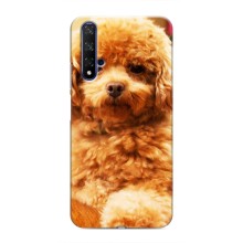 Чохли з собаками для Huawei Honor 20 (VPrint) (Цуценя Бішон)
