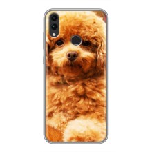 Чохли з собаками для Huawei Honor 8C (VPrint) (Цуценя Бішон)