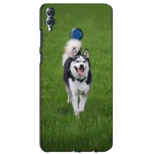 Чехол с Хаски для Huawei Honor 8X Max - (AlphaPrint) (Радостный Хаски)