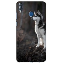 Чехол с Хаски для Huawei Honor 8X Max - (AlphaPrint) (Верный пес)