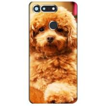 Чохли з собаками для Huawei Honor View 20 / V20 (VPrint) (Цуценя Бішон)