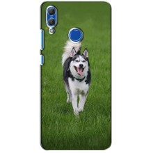 Чехол с Хаски для Huawei Honor 10 Lite - (AlphaPrint) (Радостный Хаски)
