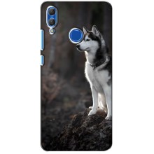 Чехол с Хаски для Huawei Honor 10 Lite - (AlphaPrint) (Верный пес)