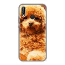 Чохли з собаками для Huawei Honor 10 Lite (VPrint) (Цуценя Бішон)