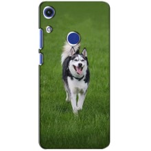 Чехол с Хаски для Huawei Honor 8A - (AlphaPrint) (Радостный Хаски)