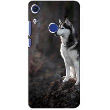 Чехол с Хаски для Huawei Honor 8A - (AlphaPrint) (Верный пес)
