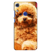 Чехлы с собаками для Huawei Honor 8A (VPrint) (Щенок Бишон)