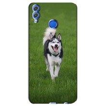 Чохол з Хаскі Huawei Honor 8X - (AlphaPrint) (Радісний Хаскі)