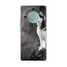 Чехол с Хаски для Huawei Honor Magic 6 Lite 5G - (AlphaPrint) (Верный пес)