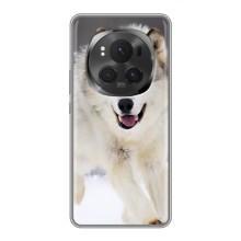 Чохол з Вовком на Huawei Honor Magic 6 Pro (Вовк біжить по снігу)