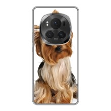 Чохол (ТПУ) Милі песики для Huawei Honor Magic 6 Pro (Пес Терьєр)