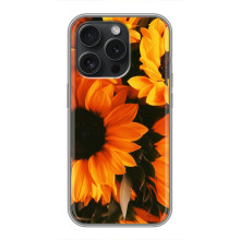 Чехлы с картинкой Подсолнухов для Хuawei Онор Плей 60 Плюс (подсолнухи)