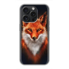 Чохол з принтом лисички Huawei Онор Плей 60 Плюс – Лисиця на чорному