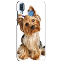 Чехол (ТПУ) Милые собачки для Huawei Honor Play – Собака Терьер