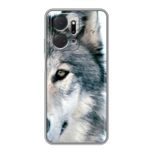 Чохли з картинкою животних Huawei Honor X7a (Вовк)