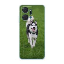 Чохол з Хаскі Huawei Honor X7a - (AlphaPrint) (Радісний Хаскі)