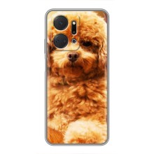 Чохли з собаками для Huawei Honor X7a (VPrint) (Цуценя Бішон)