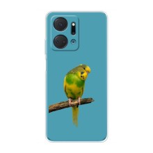 Силиконовый чехол с птичкой на Huawei Honor X7a – Попугайчик