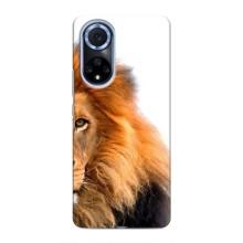 Чохли з картинкою животних Huawei Honor X7b – Лев грива