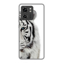 Чехлы с картинками животных Huawei Honor X8 5G (Белый Тигр)