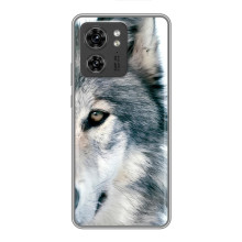 Чехлы с картинками животных Huawei Honor X8 5G (Волк)