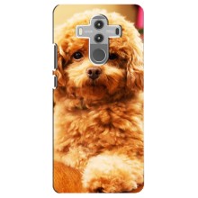 Чохли з собаками для Huawei Mate 10 Pro (VPrint) (Цуценя Бішон)