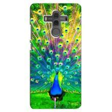Чехол с птицами на Huawei Mate 10 (VPrint) (Яркий Павлин)