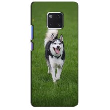 Чехол с Хаски для Huawei Mate 20 Pro, LYa-l09, LYA-L29 - (AlphaPrint) (Радостный Хаски)