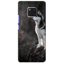 Чехол с Хаски для Huawei Mate 20 Pro, LYa-l09, LYA-L29 - (AlphaPrint) (Верный пес)