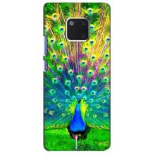 Чехол с птицами на Huawei Mate 20 Pro, LYa-l09, LYA-L29 (VPrint)