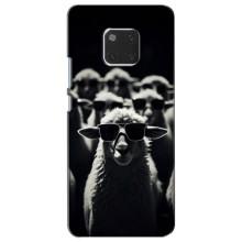 Чехол с принтом стильные животные для Хуавей Мейт 20 (Овечка в очках)