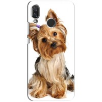 Чехол (ТПУ) Милые собачки для Huawei Nova 4 – Собака Терьер