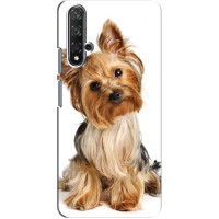 Чехол (ТПУ) Милые собачки для Huawei Nova 5T – Собака Терьер