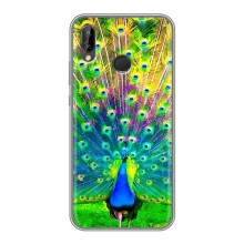 Чехол с птицами на Huawei P Smart 2019 (VPrint) – Яркий Павлин