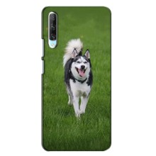 Чохол з Хаскі Huawei P Smart Pro - (AlphaPrint) – Радісний Хаскі