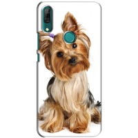 Чехол (ТПУ) Милые собачки для Huawei P Smart Z/ Y9 Prime 2019 (Собака Терьер)
