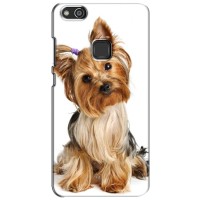 Чехол (ТПУ) Милые собачки для Huawei P10 Lite, WAS-LX – Собака Терьер