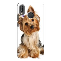 Чехол (ТПУ) Милые собачки для Huawei P20 Lite, Ane-L02 (Собака Терьер)