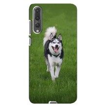 Чехол с Хаски для Huawei P20 Pro, CLT-L04 - (AlphaPrint) (Радостный Хаски)