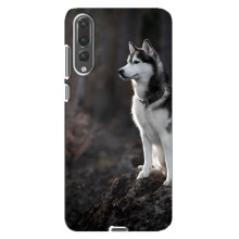 Чехол с Хаски для Huawei P20 Pro, CLT-L04 - (AlphaPrint) (Верный пес)