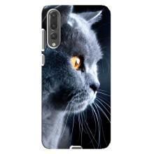 Чехлы с Котиками для Huawei P20 Pro, CLT-L04 (VPrint) (Серый Кот)