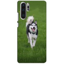 Чехол с Хаски для Huawei P30 Pro - (AlphaPrint) (Радостный Хаски)