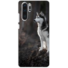 Чехол с Хаски для Huawei P30 Pro - (AlphaPrint) (Верный пес)