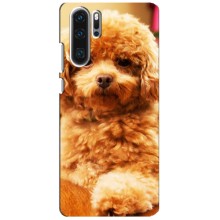 Чехлы с собаками для Huawei P30 Pro (VPrint) (Щенок Бишон)