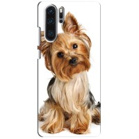 Чехол (ТПУ) Милые собачки для Huawei P30 Pro – Собака Терьер